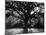 White Oak Tree, Great Smoky Mountains National Park, Cades Cove, Tennessee, USA-Adam Jones-Mounted Photographic Print