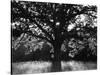 White Oak Tree, Great Smoky Mountains National Park, Cades Cove, Tennessee, USA-Adam Jones-Stretched Canvas