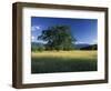 White Oak Tree in Grassy Field, Cades Cove, Great Smoky Mountains National Park, Tennessee, USA-Adam Jones-Framed Photographic Print