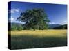 White Oak Tree in Grassy Field, Cades Cove, Great Smoky Mountains National Park, Tennessee, USA-Adam Jones-Stretched Canvas