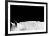 White on Black II-Samantha Carter-Framed Art Print