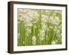 White on Green Field-George Johnson-Framed Photographic Print