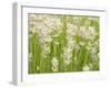 White on Green Field-George Johnson-Framed Photographic Print