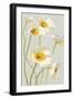 White on White Poppies Panel I-Shirley Novak-Framed Premium Giclee Print