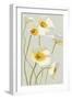 White on White Poppies Panel I-Shirley Novak-Framed Premium Giclee Print