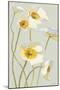 White on White Poppies Panel I-Shirley Novak-Mounted Premium Giclee Print