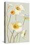 White on White Poppies Panel I-Shirley Novak-Stretched Canvas