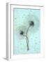 White on White-Den Reader-Framed Photographic Print