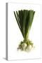 White Onion, Spring Onions-null-Stretched Canvas