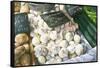 White Onions, 1999-Peter Breeden-Framed Stretched Canvas