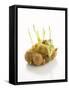 White Onions (With Shoots) in Net-Klaus Arras-Framed Stretched Canvas