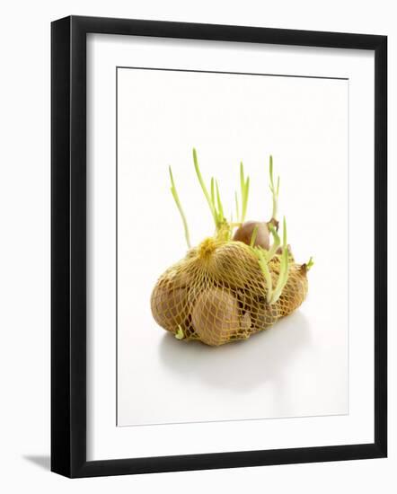 White Onions (With Shoots) in Net-Klaus Arras-Framed Premium Photographic Print