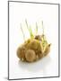 White Onions (With Shoots) in Net-Klaus Arras-Mounted Premium Photographic Print