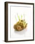 White Onions (With Shoots) in Net-Klaus Arras-Framed Photographic Print