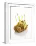 White Onions (With Shoots) in Net-Klaus Arras-Framed Photographic Print