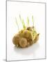 White Onions (With Shoots) in Net-Klaus Arras-Mounted Photographic Print