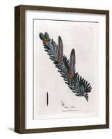 White or Common Fir Tree - Silver Fir Tree, Abies Alba. Handcoloured Copperplate Engraving from a B-James Sowerby-Framed Giclee Print