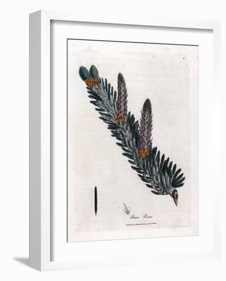 White or Common Fir Tree - Silver Fir Tree, Abies Alba. Handcoloured Copperplate Engraving from a B-James Sowerby-Framed Giclee Print