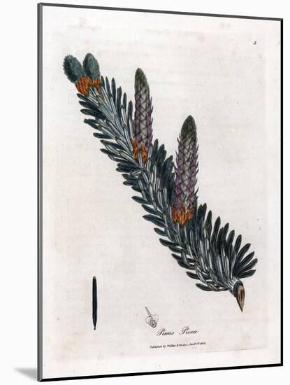 White or Common Fir Tree - Silver Fir Tree, Abies Alba. Handcoloured Copperplate Engraving from a B-James Sowerby-Mounted Giclee Print