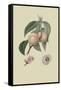 White or Flander's Nectarine-William Hooker-Framed Stretched Canvas