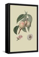 White or Flander's Nectarine-William Hooker-Framed Stretched Canvas