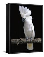 White or Umbrella Cockatoo-Lynn M^ Stone-Framed Stretched Canvas