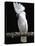 White or Umbrella Cockatoo-Lynn M^ Stone-Stretched Canvas