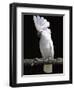 White or Umbrella Cockatoo-Lynn M^ Stone-Framed Premium Photographic Print