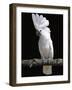 White or Umbrella Cockatoo-Lynn M^ Stone-Framed Photographic Print