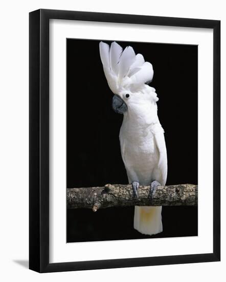 White or Umbrella Cockatoo-Lynn M^ Stone-Framed Photographic Print