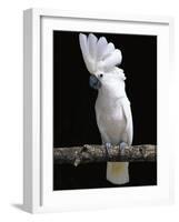 White or Umbrella Cockatoo-Lynn M^ Stone-Framed Photographic Print