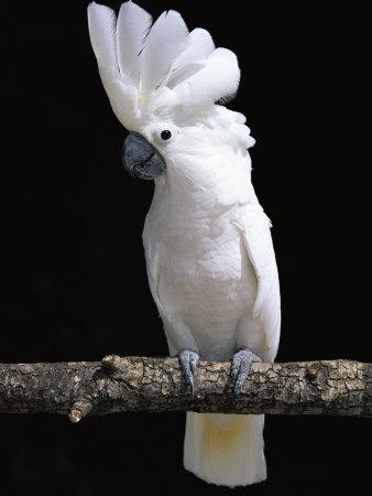 white umbrella cockatoo for sale
