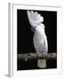 White or Umbrella Cockatoo-Lynn M^ Stone-Framed Photographic Print