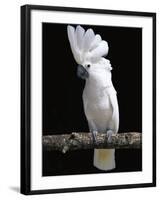 White or Umbrella Cockatoo-Lynn M^ Stone-Framed Photographic Print