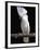 White or Umbrella Cockatoo-Lynn M^ Stone-Framed Photographic Print