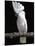 White or Umbrella Cockatoo-Lynn M^ Stone-Mounted Photographic Print