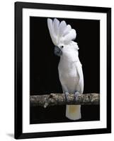 White or Umbrella Cockatoo-Lynn M^ Stone-Framed Photographic Print