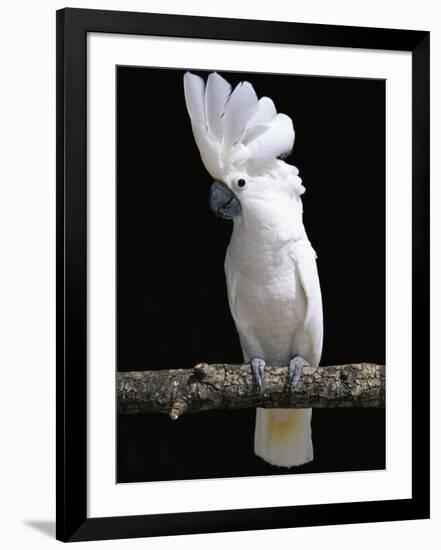 White or Umbrella Cockatoo-Lynn M^ Stone-Framed Photographic Print