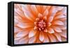 White Orange Dahlia Flower-Cora Niele-Framed Stretched Canvas