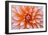 White Orange Dahlia Flower-Cora Niele-Framed Giclee Print