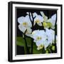 White Orchid Blooms-Anna Miller-Framed Photographic Print