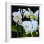 White Orchid Blooms-Anna Miller-Framed Photographic Print