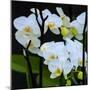 White Orchid Blooms-Anna Miller-Mounted Photographic Print