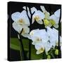 White Orchid Blooms-Anna Miller-Stretched Canvas