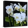 White Orchid Blooms-Anna Miller-Framed Stretched Canvas