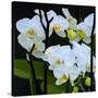 White Orchid Blooms-Anna Miller-Stretched Canvas