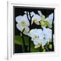 White Orchid Blooms-Anna Miller-Framed Photographic Print