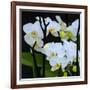 White Orchid Blooms-Anna Miller-Framed Photographic Print