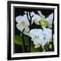 White Orchid Blooms-Anna Miller-Framed Photographic Print