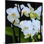 White Orchid Blooms-Anna Miller-Mounted Photographic Print